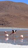 BOLIVIA 2 - Ruta de Las Joyas - Laguna Hedionda - Flamencos - 02